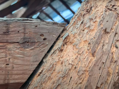 VIDEO: Místní šetření - Jeseníky